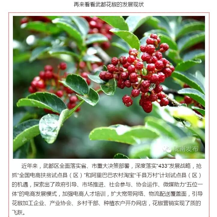 5.28億！一場盛會，武都花椒“火”了